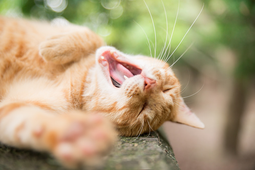 Cat relaxing in front of green trees ,Yawn