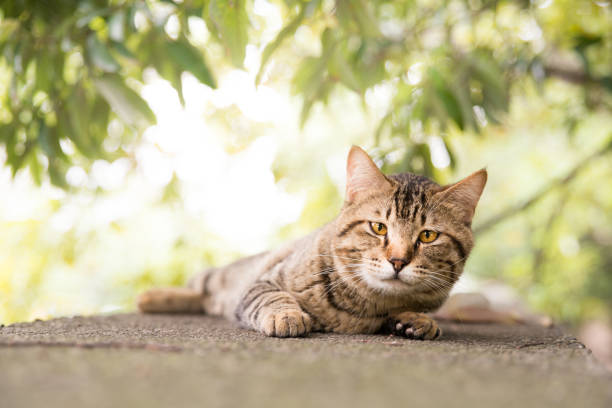 istock Cat relaxing in front of green trees 1344393765