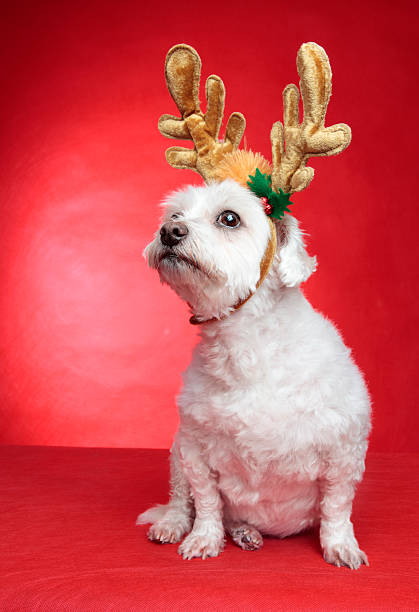 istock Cute puppy dog with antlers 134439399