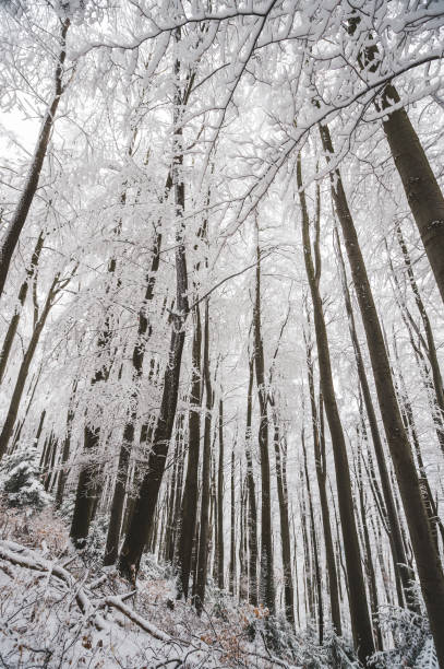 istock Early winter morning 1344394284