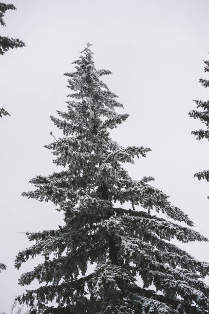 istock Frosted pine branches. Winter in the woods 1344394449