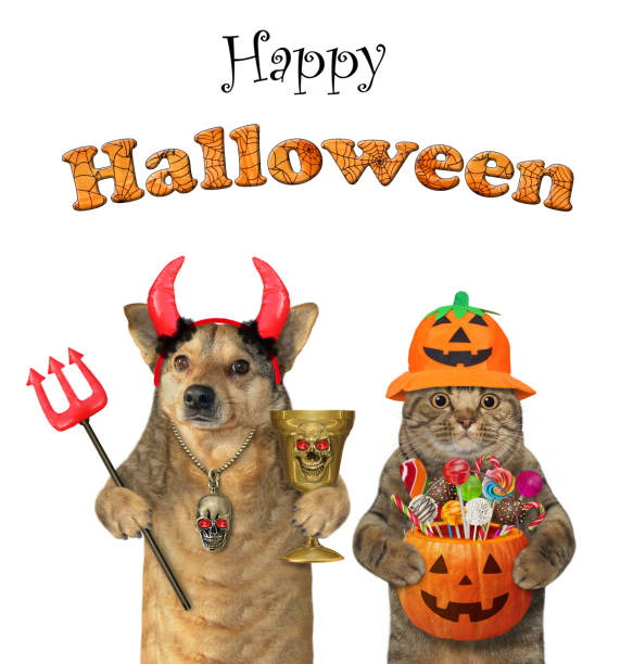 istock Dog with cat celebrating Halloween 1344395479