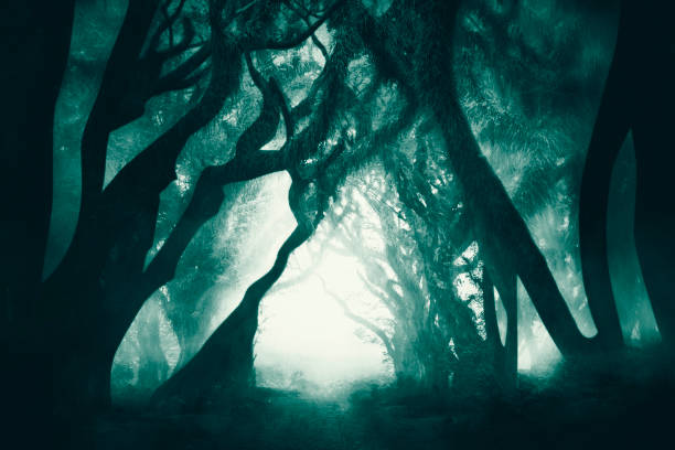 istock Image of path toward scary forest with thick mist 1344395538