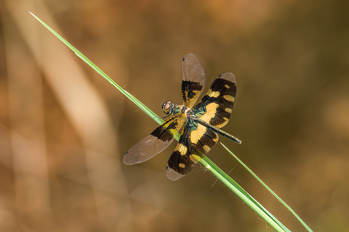 A female Variegated Flutterer Dragonfly (Rhyothemis variegata) perched on the grass