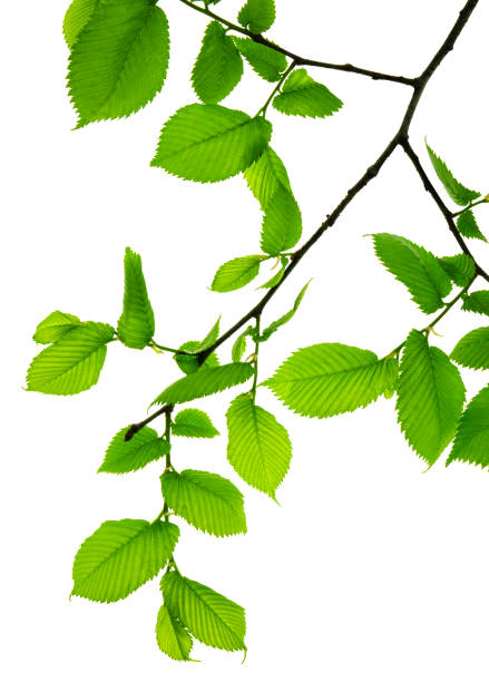 istock Twigs with beautiful green leaves isolated on a white background. Botanical element for decoration.template for design 1344396767