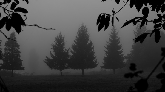 A black and white photo of the coniferous trees in the woods on a rainy day.