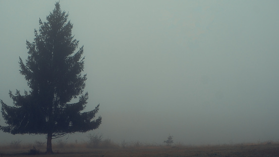 A fir tree alone in mist, fog and cold