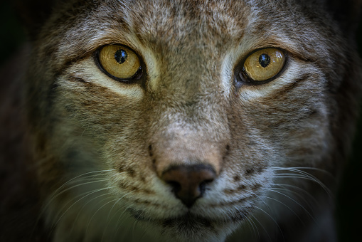 A beautiful view of a Eurasian lynx cat standing on a rock with dark forest background