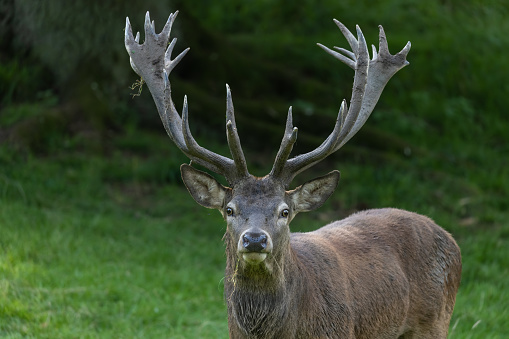 Portrait of a beautiful strong stag.