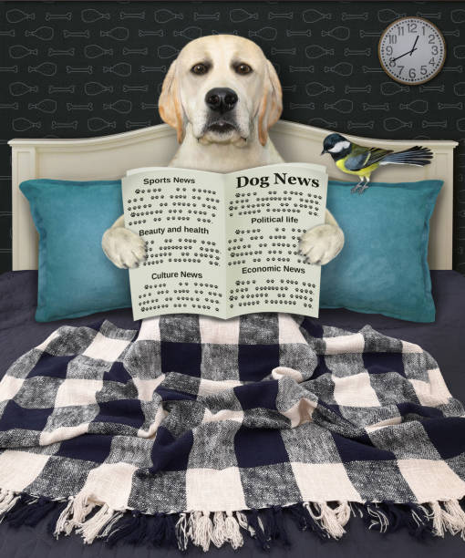 istock Dog labrador in bed reads newspaper 1344399876