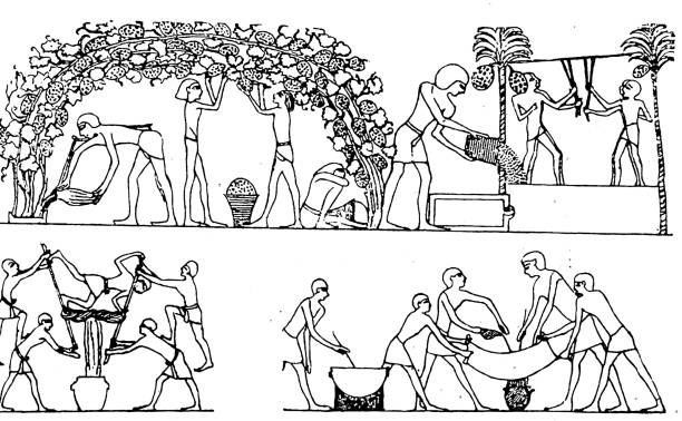 古代エジプト文化:ブドウの収穫 - winemaking点のイラスト素材／クリップアート素材／マンガ素材／アイコン素材