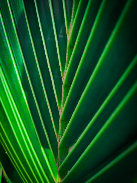 istock Coconut leaf tropical plant with dark green color 1344400746