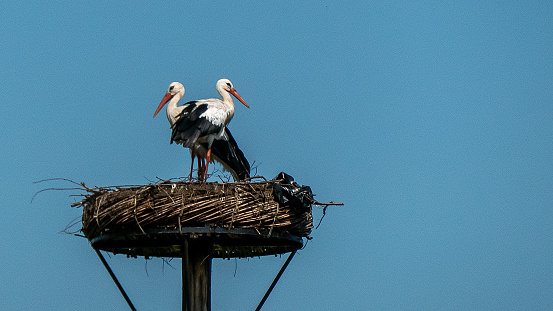 Two storks on their nest, aigainst a clear blue sky