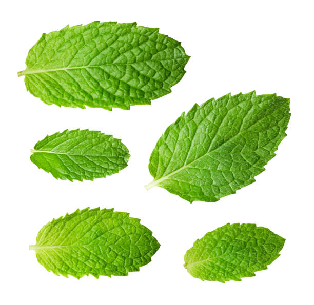 istock Fresh raw mint leaves isolated on white background 1344402886