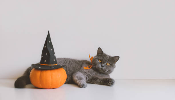 istock Halloween pumpkin in a black witch hat and british cat on white background. Funny Halloween cat. Space for text. 1344403764