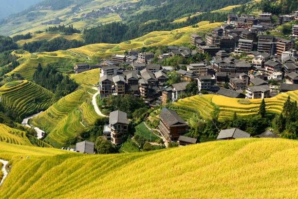 istock Spectacular terraced field(rice terrace) in Guangxi,China 1344403920