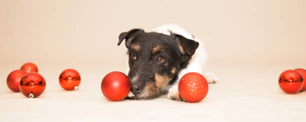 little cute Jack Russell Terrier Christmas dog