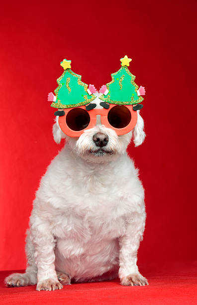 istock Christmas dog wearing glasses 134440748