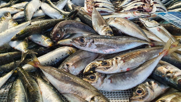 istock Sardines close up on market stall 1344407724