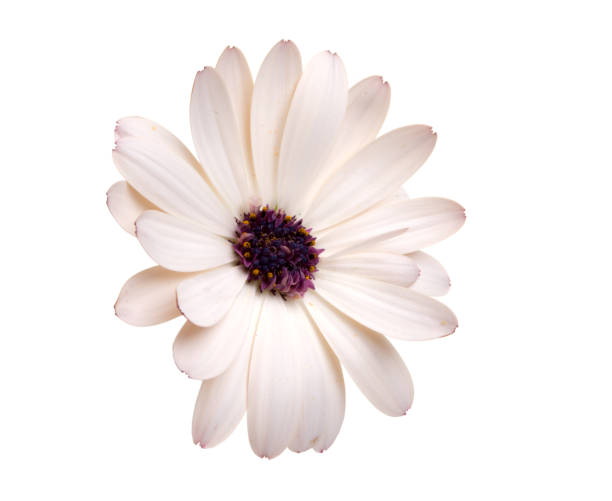 istock beautiful osteospermum or african daisy flower isolated on white 1344408005