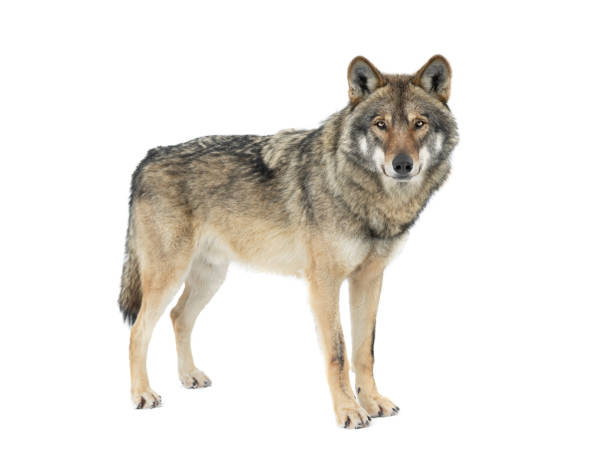 lupo grigio isolato su sfondo bianco - color image aggression wildlife horizontal foto e immagini stock