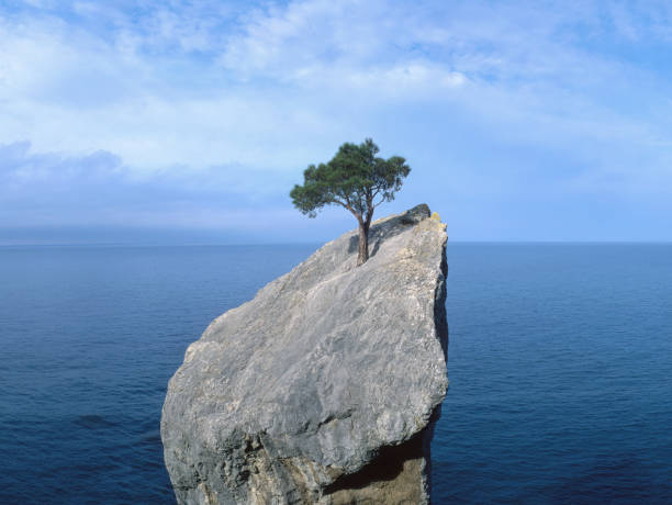 árbol que lucha por la vida en una roca - condición natural fotos fotografías e imágenes de stock