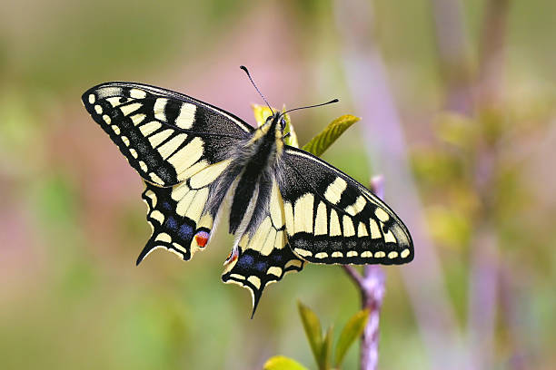 istock European Swallowtail butterfly Papilio machaon 134440858