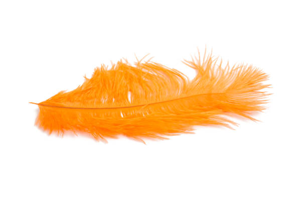 istock fluffy feather in orange color isolated on the white 1344409009