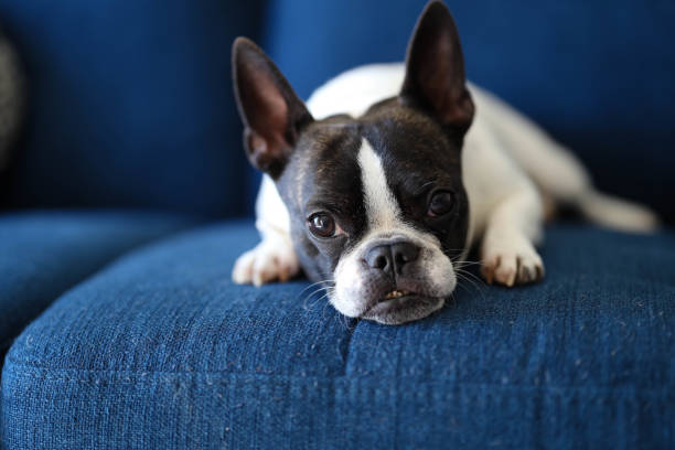 istock Small Dog Laying on a Lounge 1344409057