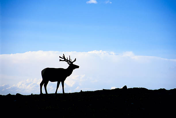 istock Elk with Antlers Silhouetted Against Blue Sky in the Mountains 134440980