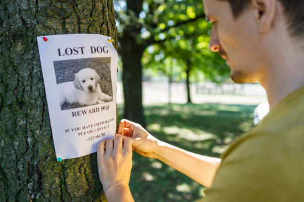 un homme clouant une affiche de chien perdu sur un arbre - lost pet photos et images de collection