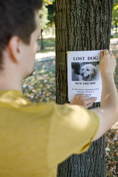 istock Lost dog poster nailed onto a tree 1344411686