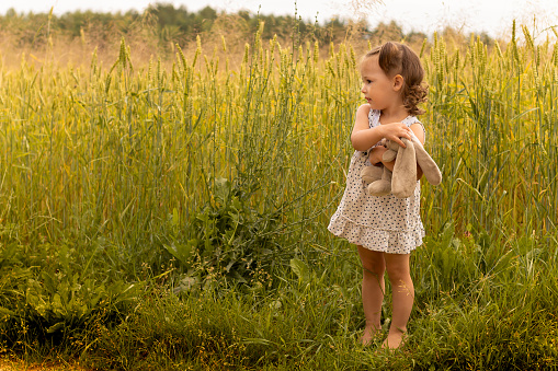 Little cute girl with a plush hare in a light dress 1-3 in the field of spikelets of rye in summer