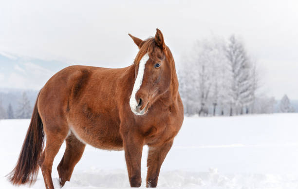 istock Brown horse standing in snow, blurred trees in background 1344411965