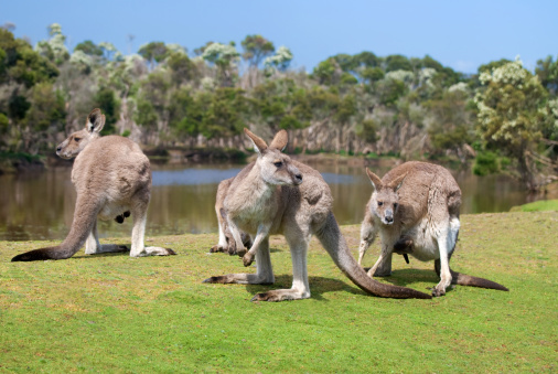 Group of kangaroos feeding on grass at the beach on a sunny day, Australia.