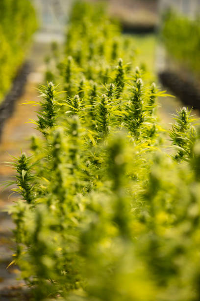 Flowering CBD Cannabis Plants on a Farm stock photo