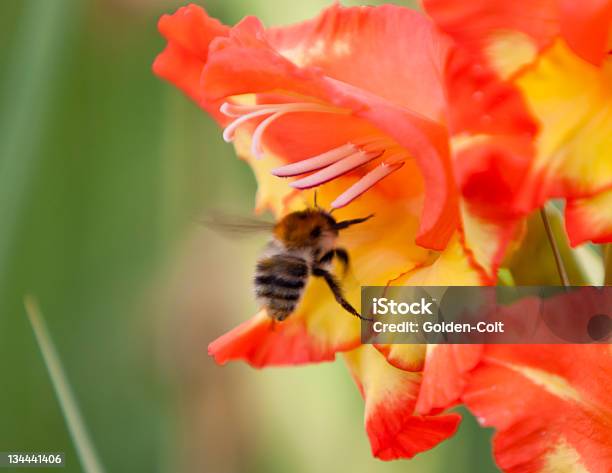 Foto de Bumble Bee e mais fotos de stock de Abelha - Abelha, Gladíolo, Alemanha