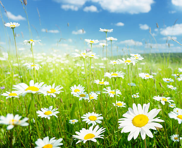 istock field of summer flowers 134441446