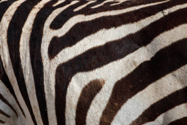 istock Texture of the zebra skin for background 1344415366