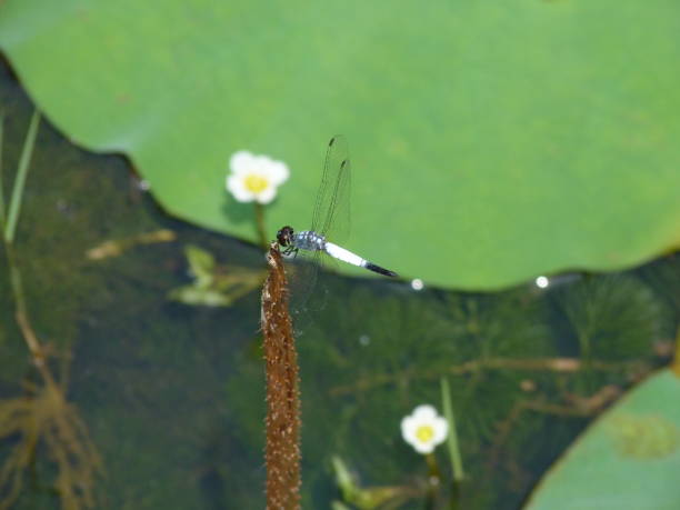 istock Pond Adjutant (Aethriamanta gracilis) dragonfly, Kuala Lumpur, Malaysia 1344416359