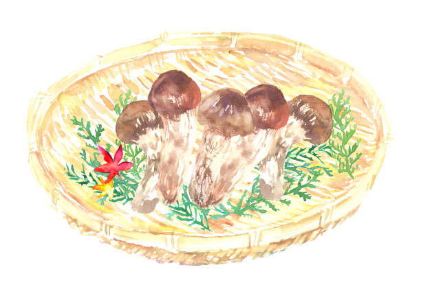 수채화에 그려진 마쓰타케 버섯의 일러스트 - 송이버섯 stock illustrations