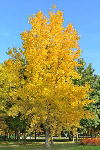 istock Very beautiful golden aspen in the park 1344417093