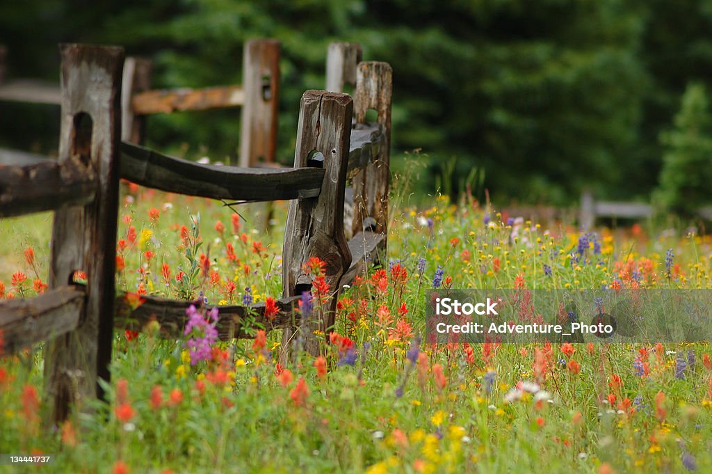 Alpine flor colorida Wildlowers no Meadow com madeira de Muro - Foto de stock de Flor Selvagem royalty-free