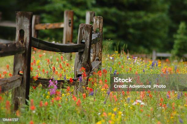 Foto de Alpine Flor Colorida Wildlowers No Meadow Com Madeira De Muro e mais fotos de stock de Flor Selvagem