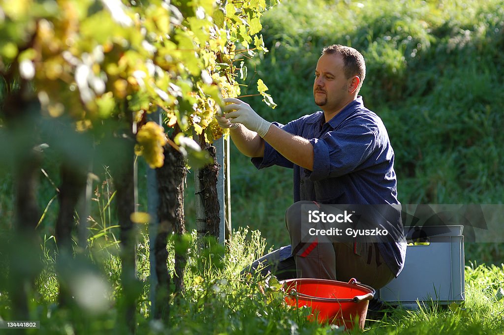 Viticultor na vinha - Royalty-free Agricultor Foto de stock