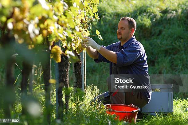 Viticultor Na Vinha - Fotografias de stock e mais imagens de Agricultor - Agricultor, Ao Ar Livre, Colher - Atividade Agrícola