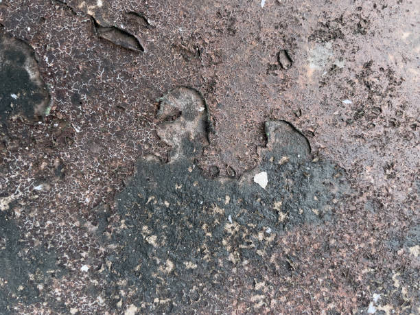 istock Dry and hardened moss on the cement floor. 1344418303