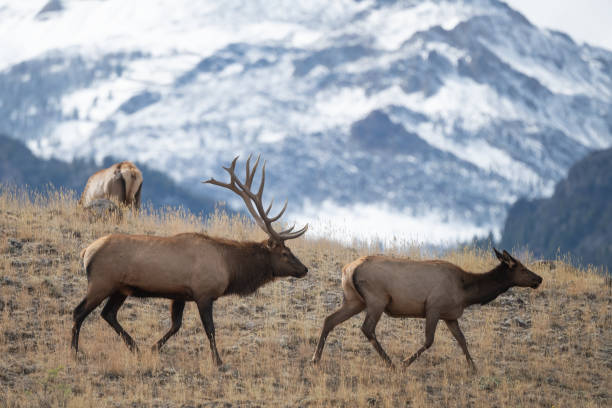 istock Elk bull (7 by 7) following one of his cows for mating 1344418435