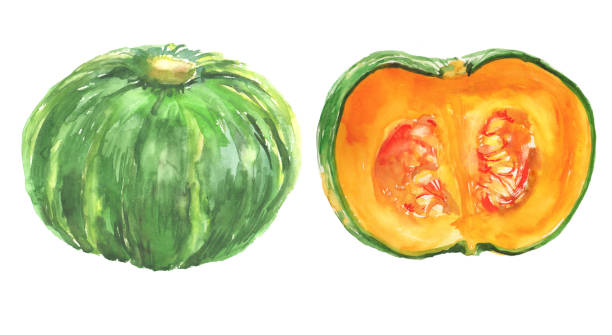 Illustration of pumpkin drawn in watercolor Illustration of pumpkin drawn in watercolor kabocha stock illustrations