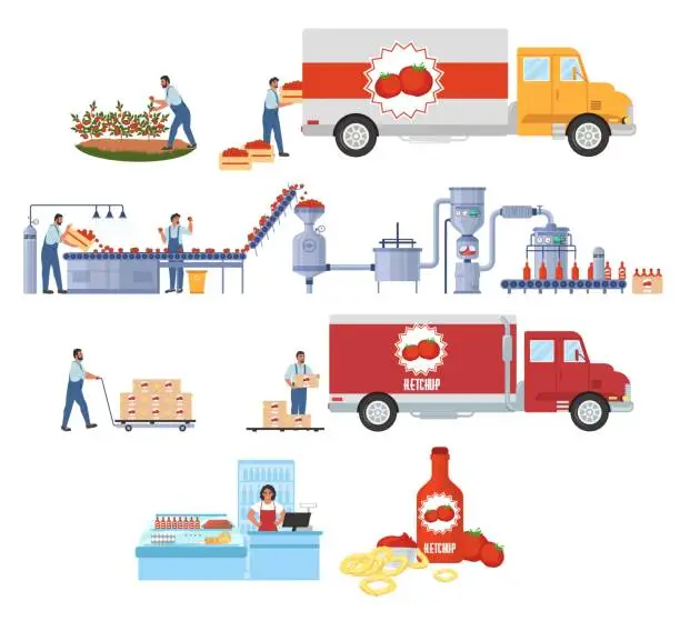 Vector illustration of Tomato ketchup production vector infographic. Harvesting. Tomato sauce processing and manufacturing plant. Food industry
